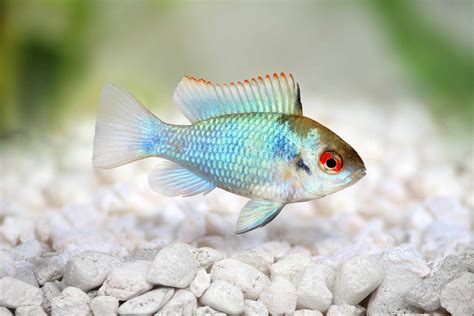 best fish for small tank